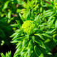 Image for article titled 10 supplements you can take today to enhance your intelligence